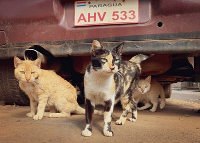 红色汽车上的橙色斑猫和黑白猫